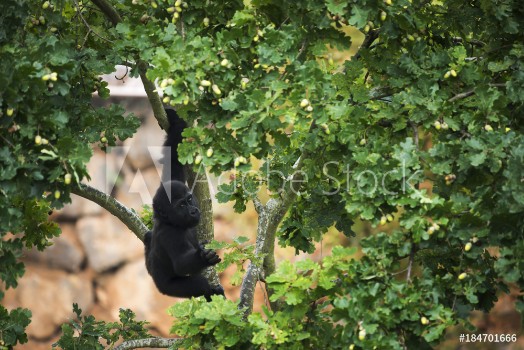 Picture of Young gorilla hanging from the branch of a tree